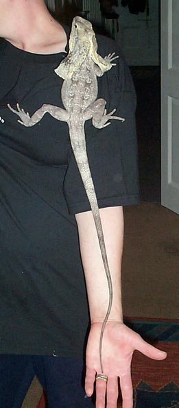 Goliath 2