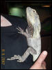 Goliath 3