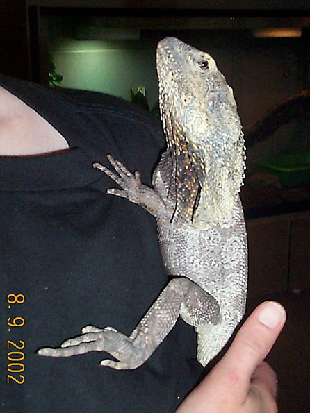 Goliath 3