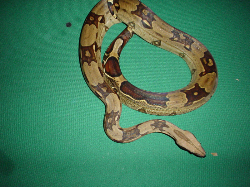 Surinam boa in shed 1