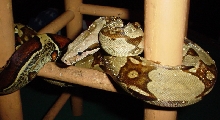 Surinam boa a week after shed 1
