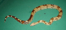 Surinam boa a week after shed 2