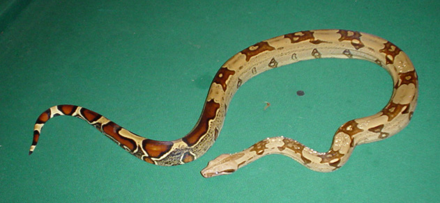 Surinam boa a week after shed 2