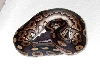 My new cinnamon