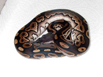 My new cinnamon
