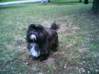 Molly