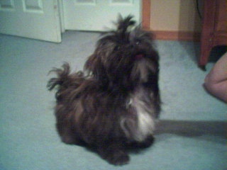 Molly