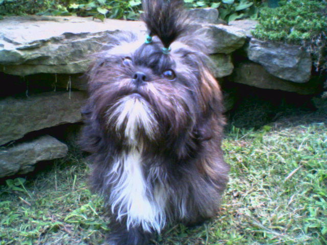 molly