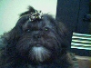 Molly