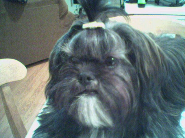 molly
