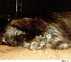 Molly asleep