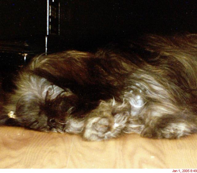 Molly asleep