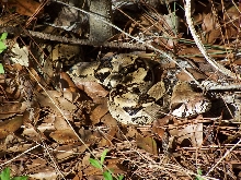 found snake