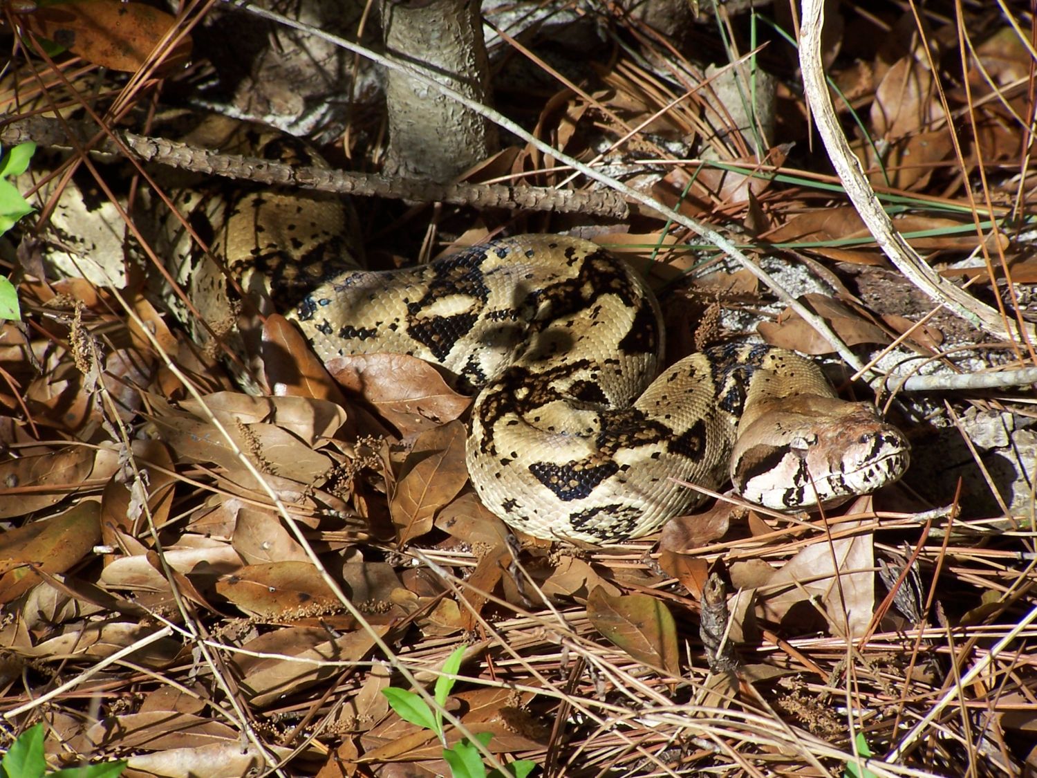 found snake