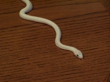 Fiona - Leucistic Rat 6/06