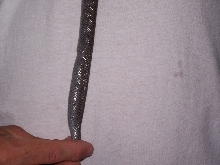 Jethro's Tail