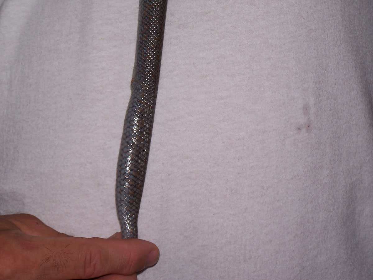 Jethro's Tail