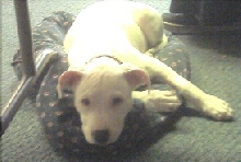 new to our family