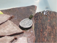 Maria as a hatchling