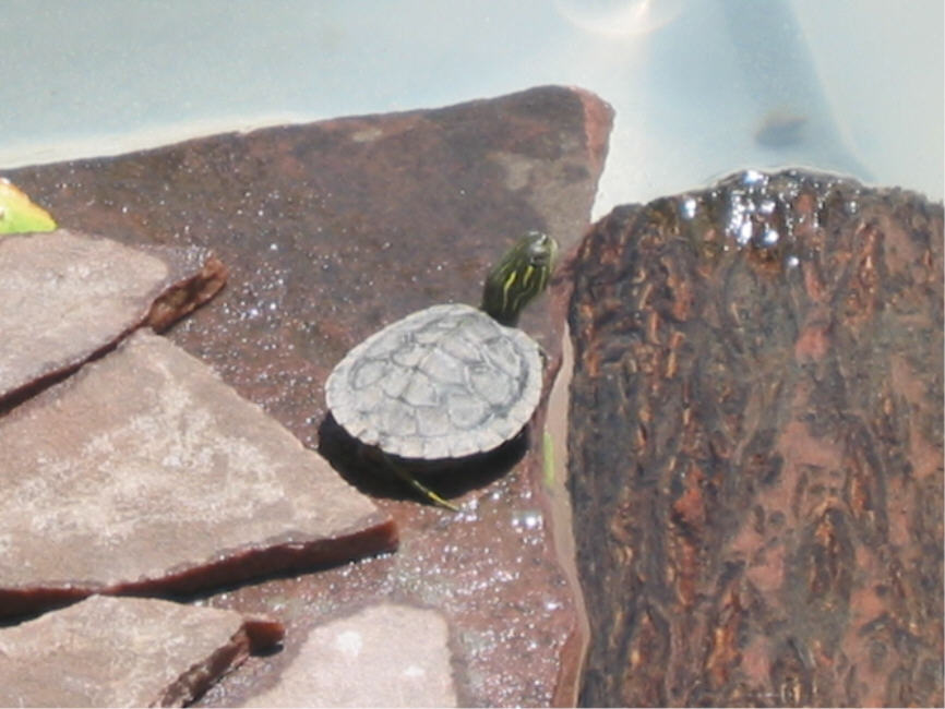Maria as a hatchling