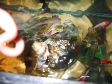 Nightcrawler feeding