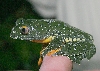 Agalychnis crespidopus