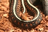 0.1 Concinnus