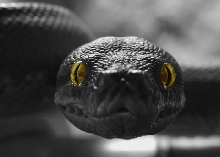 Watching you...