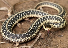 Cranky Garter