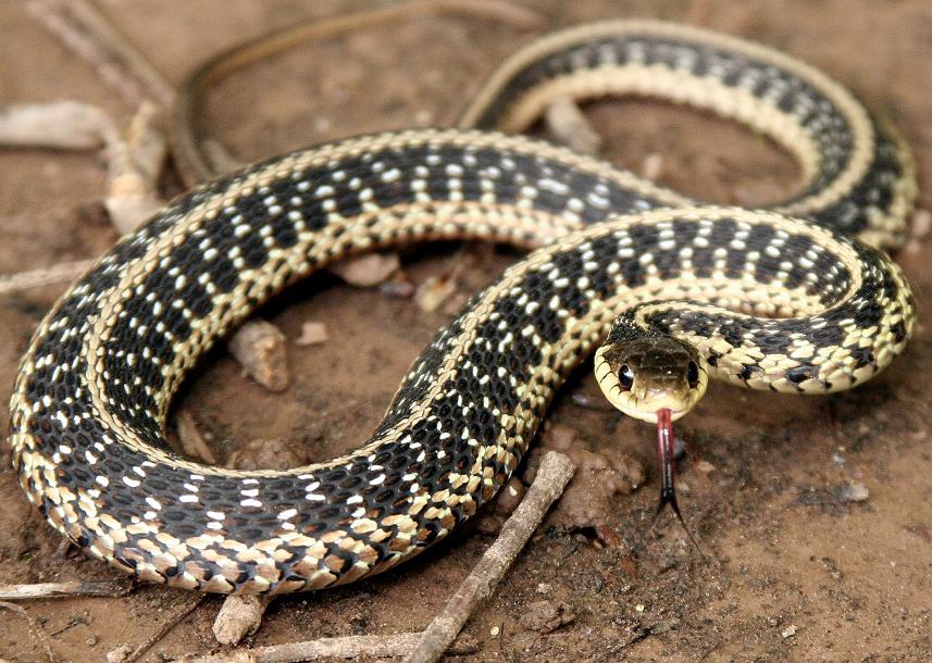 Cranky Garter