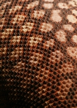 Varanus acanthurus