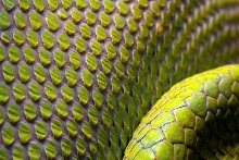 sorong tail