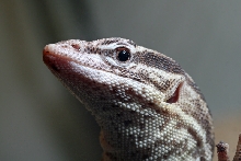 monitor lizard