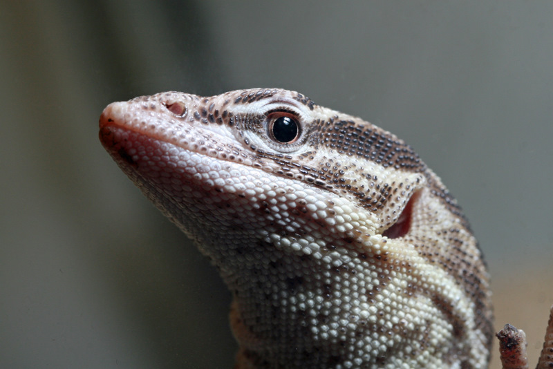 monitor lizard