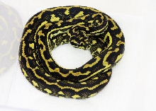0.1 Striped Morelia