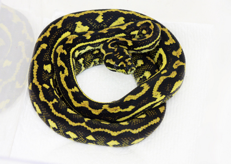 0.1 Striped Morelia