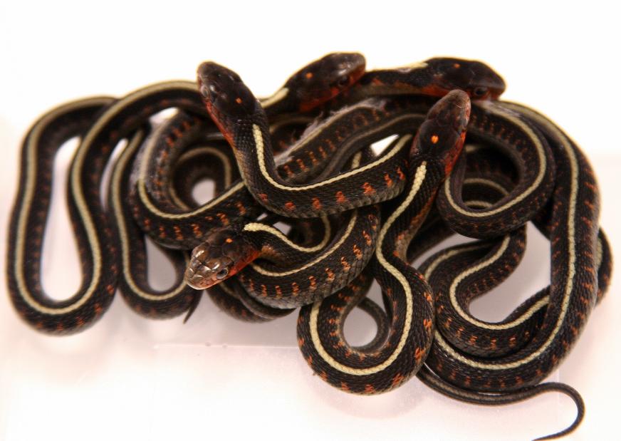 Neonate Concinnus