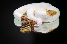 Piebald Ball Python 4