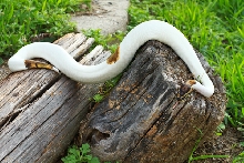 Piebald