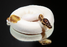 Piebald Ball Python 3