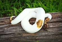 Piebald Ball Python
