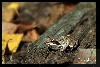 Wood Frog