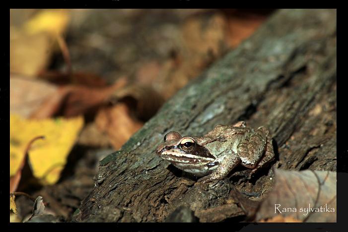 Wood Frog