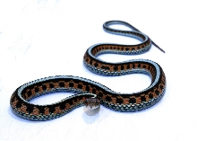 Infernalis