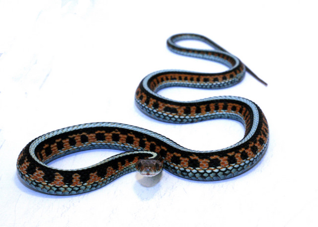 Infernalis