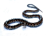 Infernalis