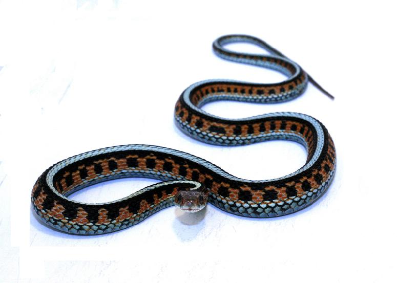 Infernalis