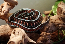 Infernalis