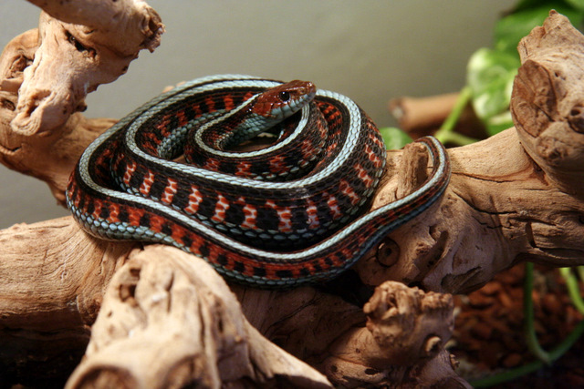 Infernalis