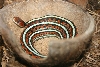 Coiled infernalis